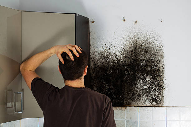 Best Residential Mold Remediation in Montgomery, PA