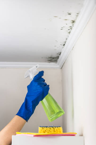 Best Crawl Space Mold Remediation in Montgomery, PA